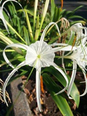 Plaj örümceği çiçeği. Bilimsel adı Lycoris albiflora veya Hymenocallis 'dir. Bu çiçeğin uzun, ince taç yaprakları, örümcek bacaklarına benzer, ve beyaz renkli.