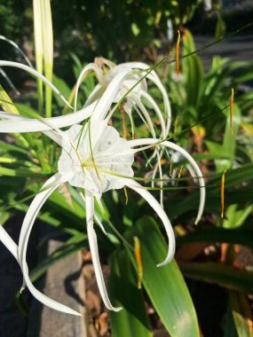 Plaj örümceği çiçeği. Bilimsel adı Lycoris albiflora veya Hymenocallis 'dir. Bu çiçeğin uzun, ince taç yaprakları, örümcek bacaklarına benzer, ve beyaz renkli.