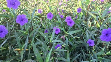Endonezya bahçesindeki Ruellia Simplex çiçek ağacı. Bitki canlı mavi ya da mor çiçekleri ve çeşitli büyüyen koşullara dayanma yeteneği ile tanınır.