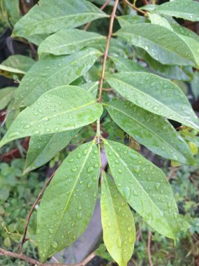 Üzerinde yağmur damlaları olan defne yaprağı. Bu yaprakları pişirme baharatı olarak kullanılan yemyeşil bir bitki. Körfez yaprakları ayırt edici aromaları ve farklı yemeklerde sıklıkla kullanılan eşsiz lezzetleriyle bilinir.