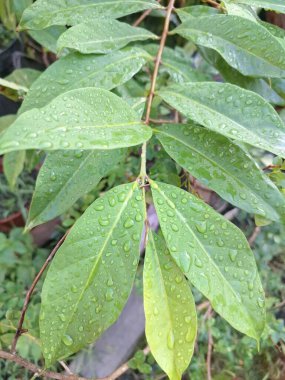 Üzerinde yağmur damlaları olan defne yaprağı. Bu yaprakları pişirme baharatı olarak kullanılan yemyeşil bir bitki. Körfez yaprakları ayırt edici aromaları ve farklı yemeklerde sıklıkla kullanılan eşsiz lezzetleriyle bilinir.