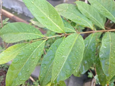 Üzerinde yağmur damlaları olan defne yaprağı. Bu yaprakları pişirme baharatı olarak kullanılan yemyeşil bir bitki. Körfez yaprakları ayırt edici aromaları ve farklı yemeklerde sıklıkla kullanılan eşsiz lezzetleriyle bilinir.