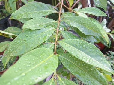 Üzerinde yağmur damlaları olan defne yaprağı. Bu yaprakları pişirme baharatı olarak kullanılan yemyeşil bir bitki. Körfez yaprakları ayırt edici aromaları ve farklı yemeklerde sıklıkla kullanılan eşsiz lezzetleriyle bilinir.