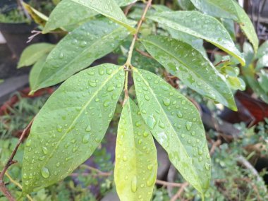 Üzerinde yağmur damlaları olan defne yaprağı. Bu yaprakları pişirme baharatı olarak kullanılan yemyeşil bir bitki. Körfez yaprakları ayırt edici aromaları ve farklı yemeklerde sıklıkla kullanılan eşsiz lezzetleriyle bilinir.