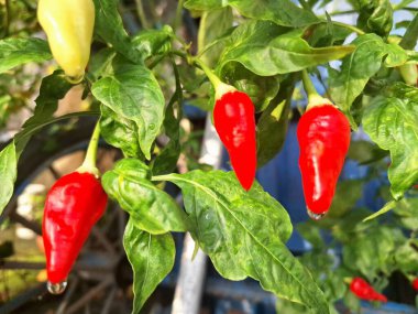 Ağaçta kırmızı biber meyvesi. Cayenne biberi genellikle yemeklerde bir baharat olarak kullanılır ve çeşitli yemeklere baharatlı bir ısı eklenir. Mutfak uygulamalarının ötesinde, özellikle kapsaisin içeriği nedeniyle, potansiyel sağlık faydalarıyla da bilinir.