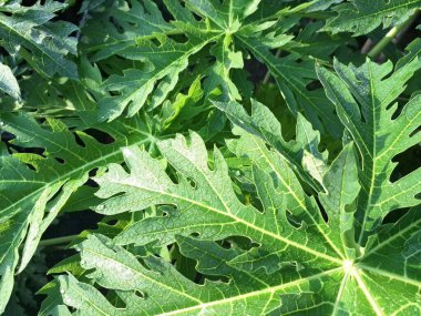 Ağaçta yeşil papaya yaprakları var. Papaya yaprakları, sindirim sorunları, dang humması ve genel refahın artırılması da dahil olmak üzere çeşitli sağlık sorunları için geleneksel tıp ve halk tedavilerinde sıklıkla kullanılır.