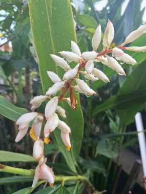 Galangal ağacı çiçeği. Yemeklerde kullanılan zencefil benzeri kafiyeli kokusuyla tanınır. Çiçekleri tipik olarak beyazdan soluk pembeye, ve dikenlere benzeyebilir veya çeşitliliğine bağlı olarak orkide gibi olabilir.