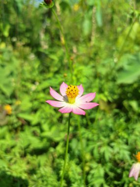 Cosmos karnabahar çiçeği. Yıllık bir bitki, tropikal Amerika 'ya özgü ve şimdi dünya çapında bulunuyor. Yaprakları sebze olarak kullanılır ve geleneksel olarak tıbbi amaçlar için kullanılır.