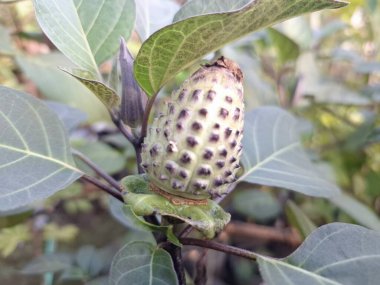 Ağaçta mor datura meyvesi. Bu meyveler tipik olarak oval şekilli, dikenli ve donuk mor veya grimsi mor renktedir. Zehirli oldukları biliniyor ve sindirilirse halüsinasyonlara neden olabilirler.