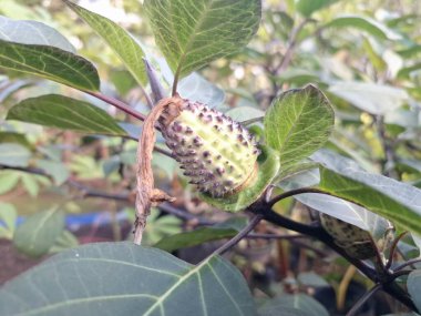 Ağaçta mor datura meyvesi. Bu meyveler tipik olarak oval şekilli, dikenli ve donuk mor veya grimsi mor renktedir. Zehirli oldukları biliniyor ve sindirilirse halüsinasyonlara neden olabilirler.