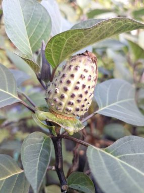 Ağaçta mor datura meyvesi. Bu meyveler tipik olarak oval şekilli, dikenli ve donuk mor veya grimsi mor renktedir. Zehirli oldukları biliniyor ve sindirilirse halüsinasyonlara neden olabilirler.