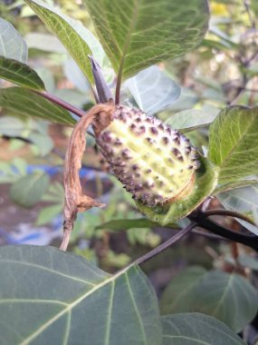 Ağaçta mor datura meyvesi. Bu meyveler tipik olarak oval şekilli, dikenli ve donuk mor veya grimsi mor renktedir. Zehirli oldukları biliniyor ve sindirilirse halüsinasyonlara neden olabilirler.