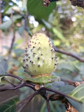 Ağaçta mor datura meyvesi. Bu meyveler tipik olarak oval şekilli, dikenli ve donuk mor veya grimsi mor renktedir. Zehirli oldukları biliniyor ve sindirilirse halüsinasyonlara neden olabilirler.