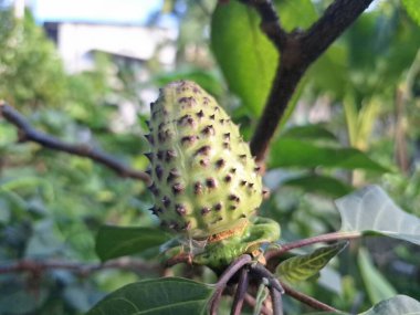 Ağaçta mor datura meyvesi. Bu meyveler tipik olarak oval şekilli, dikenli ve donuk mor veya grimsi mor renktedir. Zehirli oldukları biliniyor ve sindirilirse halüsinasyonlara neden olabilirler.