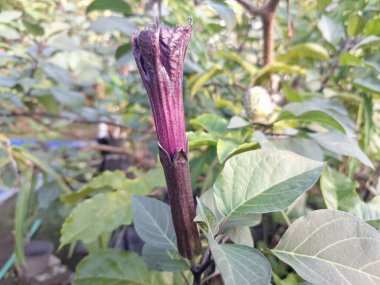 Mor datura çiçeği. Bunlar Datura bitkisinin çiçekleri. Melek trompeti gibi diğer isimlerle de bilinirler. Bu çiçeklerin büyük, mor taç yaprakları vardır ve özellikle geceleri güçlü bir koku yayabilirler.