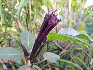 Mor datura çiçeği. Bunlar Datura bitkisinin çiçekleri. Melek trompeti gibi diğer isimlerle de bilinirler. Bu çiçeklerin büyük, mor taç yaprakları vardır ve özellikle geceleri güçlü bir koku yayabilirler.