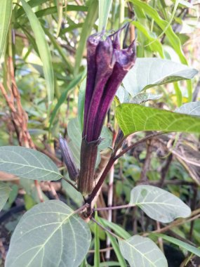 Mor datura çiçeği. Bunlar Datura bitkisinin çiçekleri. Melek trompeti gibi diğer isimlerle de bilinirler. Bu çiçeklerin büyük, mor taç yaprakları vardır ve özellikle geceleri güçlü bir koku yayabilirler.