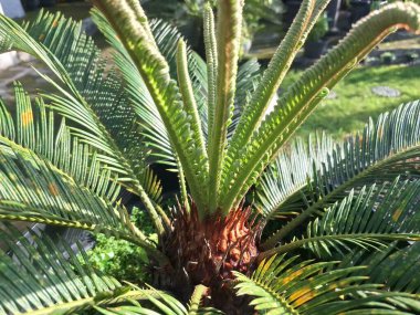 Şişe palmiyesi. Hurma ağacının kütüğü, bir şaraba benzer, o sarkmış. Orta büyüklükte, yavaş büyüyen, 4-8 'lik ince bir taç, zarif kavisli, parlak bir yaprak.
