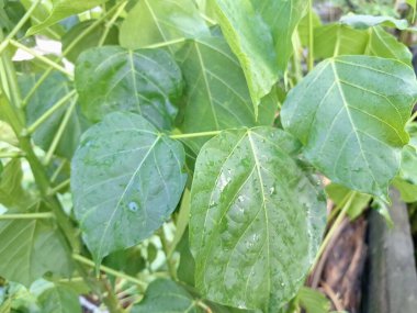 Erythrina subumbrans bitkisi. Erythrina subumbrans, yaygın olarak Aralık ağacı veya Endonezya dilinde Dadap olarak bilinir, geleneksel tıp ve tarımda çeşitli kullanımlara sahiptir.