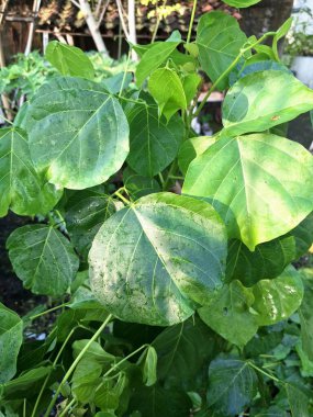 Erythrina subumbrans bitkisi. Erythrina subumbrans, yaygın olarak Aralık ağacı veya Endonezya dilinde Dadap olarak bilinir, geleneksel tıp ve tarımda çeşitli kullanımlara sahiptir.