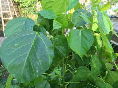 Erythrina subumbrans bitkisi. Erythrina subumbrans, yaygın olarak Aralık ağacı veya Endonezya dilinde Dadap olarak bilinir, geleneksel tıp ve tarımda çeşitli kullanımlara sahiptir.