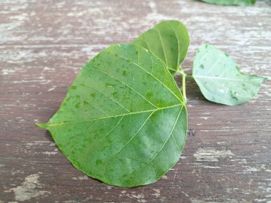 Erythrina subumbrans yaprakları Endonezya 'da dadap serep yaprakları olarak da bilinir. Gıda, ilaç ve çeşitli geleneksel uygulamalar da dahil olmak üzere çeşitli kullanımları vardır. Genç yapraklar Java 'da sık sık buğulanır ve salata olarak yenir.