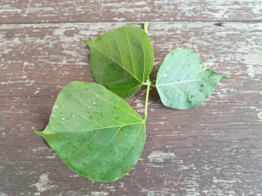 Erythrina subumbrans yaprakları Endonezya 'da dadap serep yaprakları olarak da bilinir. Gıda, ilaç ve çeşitli geleneksel uygulamalar da dahil olmak üzere çeşitli kullanımları vardır. Genç yapraklar Java 'da sık sık buğulanır ve salata olarak yenir.