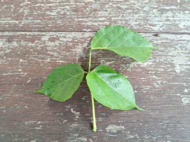 Erythrina subumbrans yaprakları Endonezya 'da dadap serep yaprakları olarak da bilinir. Gıda, ilaç ve çeşitli geleneksel uygulamalar da dahil olmak üzere çeşitli kullanımları vardır. Genç yapraklar Java 'da sık sık buğulanır ve salata olarak yenir.