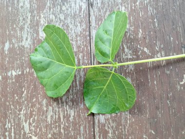 Erythrina subumbrans yaprakları Endonezya 'da dadap serep yaprakları olarak da bilinir. Gıda, ilaç ve çeşitli geleneksel uygulamalar da dahil olmak üzere çeşitli kullanımları vardır. Genç yapraklar Java 'da sık sık buğulanır ve salata olarak yenir.