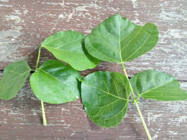 Erythrina subumbrans yaprakları Endonezya 'da dadap serep yaprakları olarak da bilinir. Gıda, ilaç ve çeşitli geleneksel uygulamalar da dahil olmak üzere çeşitli kullanımları vardır. Genç yapraklar Java 'da sık sık buğulanır ve salata olarak yenir.