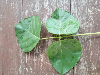 Erythrina subumbrans yaprakları Endonezya 'da dadap serep yaprakları olarak da bilinir. Gıda, ilaç ve çeşitli geleneksel uygulamalar da dahil olmak üzere çeşitli kullanımları vardır. Genç yapraklar Java 'da sık sık buğulanır ve salata olarak yenir.