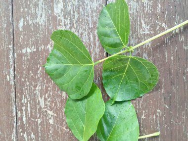 Erythrina subumbrans yaprakları Endonezya 'da dadap serep yaprakları olarak da bilinir. Gıda, ilaç ve çeşitli geleneksel uygulamalar da dahil olmak üzere çeşitli kullanımları vardır. Genç yapraklar Java 'da sık sık buğulanır ve salata olarak yenir.