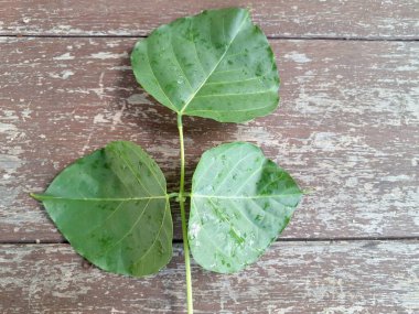 Erythrina subumbrans yaprakları Endonezya 'da dadap serep yaprakları olarak da bilinir. Gıda, ilaç ve çeşitli geleneksel uygulamalar da dahil olmak üzere çeşitli kullanımları vardır. Genç yapraklar Java 'da sık sık buğulanır ve salata olarak yenir.
