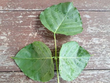 Erythrina subumbrans yaprakları Endonezya 'da dadap serep yaprakları olarak da bilinir. Gıda, ilaç ve çeşitli geleneksel uygulamalar da dahil olmak üzere çeşitli kullanımları vardır. Genç yapraklar Java 'da sık sık buğulanır ve salata olarak yenir.