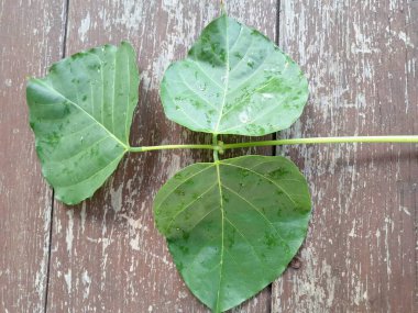 Erythrina subumbrans yaprakları Endonezya 'da dadap serep yaprakları olarak da bilinir. Gıda, ilaç ve çeşitli geleneksel uygulamalar da dahil olmak üzere çeşitli kullanımları vardır. Genç yapraklar Java 'da sık sık buğulanır ve salata olarak yenir.