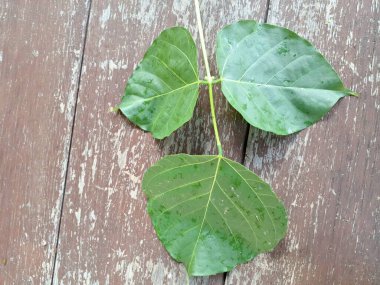 Erythrina subumbrans yaprakları Endonezya 'da dadap serep yaprakları olarak da bilinir. Gıda, ilaç ve çeşitli geleneksel uygulamalar da dahil olmak üzere çeşitli kullanımları vardır. Genç yapraklar Java 'da sık sık buğulanır ve salata olarak yenir.