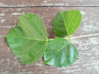 Erythrina subumbrans yaprakları Endonezya 'da dadap serep yaprakları olarak da bilinir. Gıda, ilaç ve çeşitli geleneksel uygulamalar da dahil olmak üzere çeşitli kullanımları vardır. Genç yapraklar Java 'da sık sık buğulanır ve salata olarak yenir.