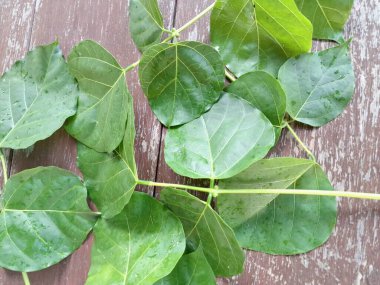 Erythrina subumbrans yaprakları Endonezya 'da dadap serep yaprakları olarak da bilinir. Gıda, ilaç ve çeşitli geleneksel uygulamalar da dahil olmak üzere çeşitli kullanımları vardır. Genç yapraklar Java 'da sık sık buğulanır ve salata olarak yenir.
