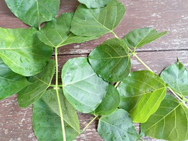 Erythrina subumbrans yaprakları Endonezya 'da dadap serep yaprakları olarak da bilinir. Gıda, ilaç ve çeşitli geleneksel uygulamalar da dahil olmak üzere çeşitli kullanımları vardır. Genç yapraklar Java 'da sık sık buğulanır ve salata olarak yenir.