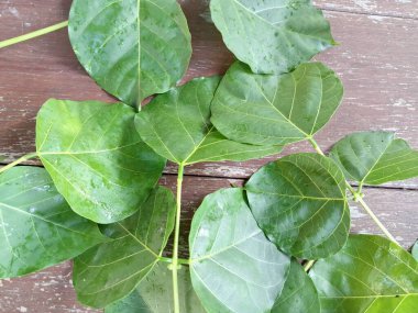 Erythrina subumbrans yaprakları Endonezya 'da dadap serep yaprakları olarak da bilinir. Gıda, ilaç ve çeşitli geleneksel uygulamalar da dahil olmak üzere çeşitli kullanımları vardır. Genç yapraklar Java 'da sık sık buğulanır ve salata olarak yenir.