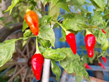 Ağaçta kırmızı biber meyvesi. Cayenne biberi genellikle yemeklerde bir baharat olarak kullanılır ve çeşitli yemeklere baharatlı bir ısı eklenir. Mutfak uygulamalarının ötesinde, özellikle kapsaisin içeriği nedeniyle, potansiyel sağlık faydalarıyla da bilinir.
