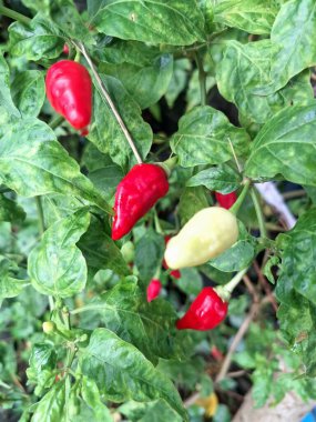 Ağaçta kırmızı biber meyvesi. Cayenne biberi genellikle yemeklerde bir baharat olarak kullanılır ve çeşitli yemeklere baharatlı bir ısı eklenir. Mutfak uygulamalarının ötesinde, özellikle kapsaisin içeriği nedeniyle, potansiyel sağlık faydalarıyla da bilinir.