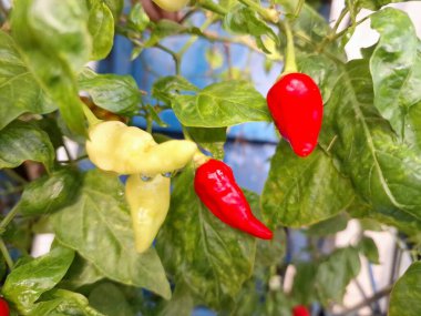 Ağaçta kırmızı biber meyvesi. Cayenne biberi genellikle yemeklerde bir baharat olarak kullanılır ve çeşitli yemeklere baharatlı bir ısı eklenir. Mutfak uygulamalarının ötesinde, özellikle kapsaisin içeriği nedeniyle, potansiyel sağlık faydalarıyla da bilinir.
