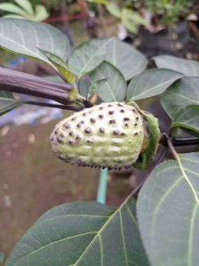 Ağaçta mor datura meyvesi. Bu meyveler tipik olarak oval şekilli, dikenli ve donuk mor veya grimsi mor renktedir. Zehirli oldukları biliniyor ve sindirilirse halüsinasyonlara neden olabilirler.