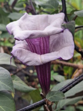 Mor datura çiçeği ağaçta çiçek açar. Bunlar Datura bitkisinin çiçekleri. Melek trompeti gibi diğer isimlerle de bilinirler. Bu çiçeklerin büyük, mor taç yaprakları vardır ve özellikle geceleri güçlü bir koku yayabilirler.