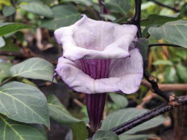 Mor datura çiçeği ağaçta çiçek açar. Bunlar Datura bitkisinin çiçekleri. Melek trompeti gibi diğer isimlerle de bilinirler. Bu çiçeklerin büyük, mor taç yaprakları vardır ve özellikle geceleri güçlü bir koku yayabilirler.