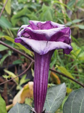 Mor datura çiçeği ağaçta çiçek açar. Bunlar Datura bitkisinin çiçekleri. Melek trompeti gibi diğer isimlerle de bilinirler. Bu çiçeklerin büyük, mor taç yaprakları vardır ve özellikle geceleri güçlü bir koku yayabilirler.