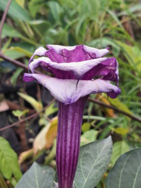 Mor datura çiçeği ağaçta çiçek açar. Bunlar Datura bitkisinin çiçekleri. Melek trompeti gibi diğer isimlerle de bilinirler. Bu çiçeklerin büyük, mor taç yaprakları vardır ve özellikle geceleri güçlü bir koku yayabilirler.