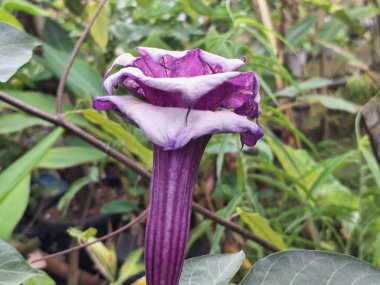 Mor datura çiçeği ağaçta çiçek açar. Bunlar Datura bitkisinin çiçekleri. Melek trompeti gibi diğer isimlerle de bilinirler. Bu çiçeklerin büyük, mor taç yaprakları vardır ve özellikle geceleri güçlü bir koku yayabilirler.