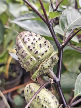 Ağaçta mor datura meyvesi. Bu meyveler tipik olarak oval şekilli, dikenli ve donuk mor veya grimsi mor renktedir. Zehirli oldukları biliniyor ve sindirilirse halüsinasyonlara neden olabilirler.